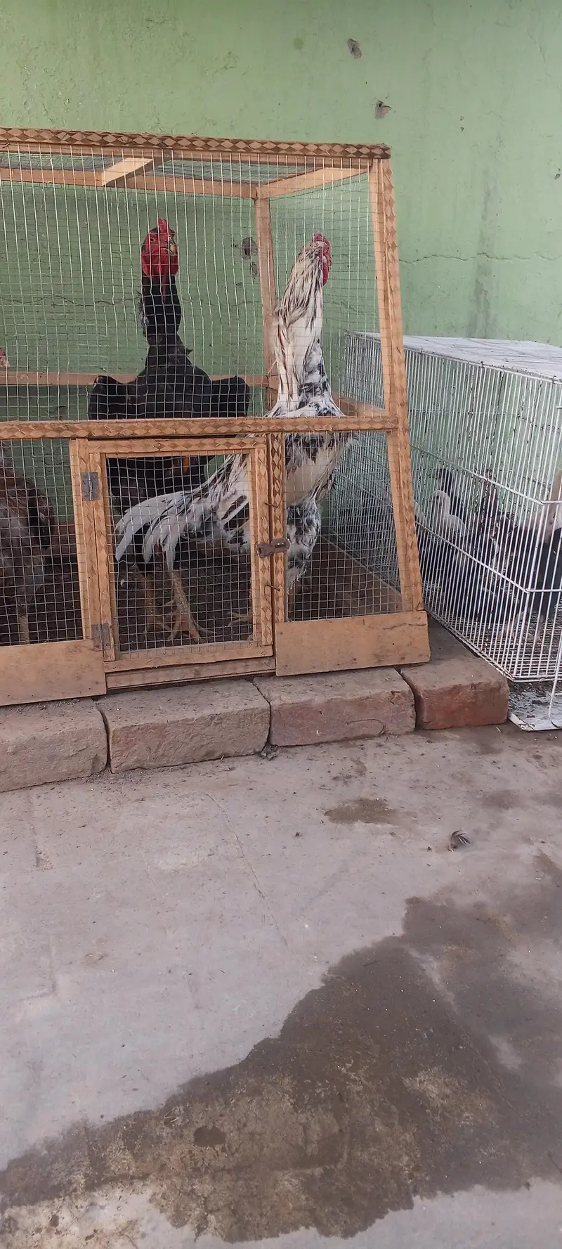 Pure Shamo Aseel Murga Murgi Patha Pathi Available 03098573144 — photo 8