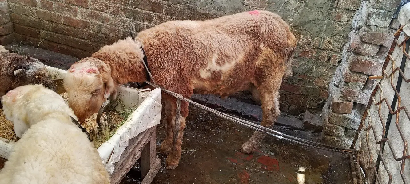 Mundra chatra for sale — photo 6