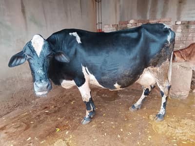 cow for sale