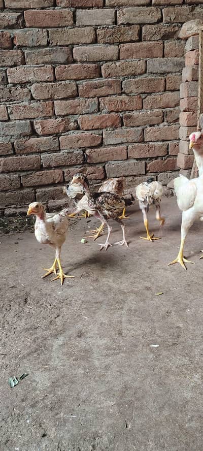 Paper White Aseel Murgi with 6 chick's for sale