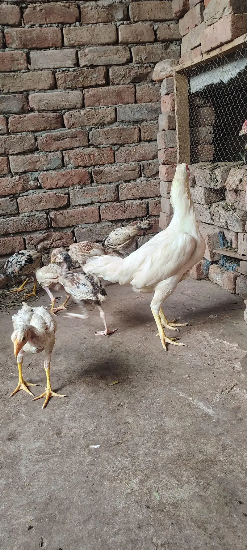 Paper White Aseel Murgi with 6 chick's for sale — photo 3
