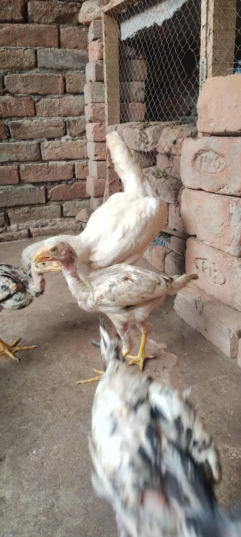 Paper White Aseel Murgi with 6 chick's for sale — photo 5