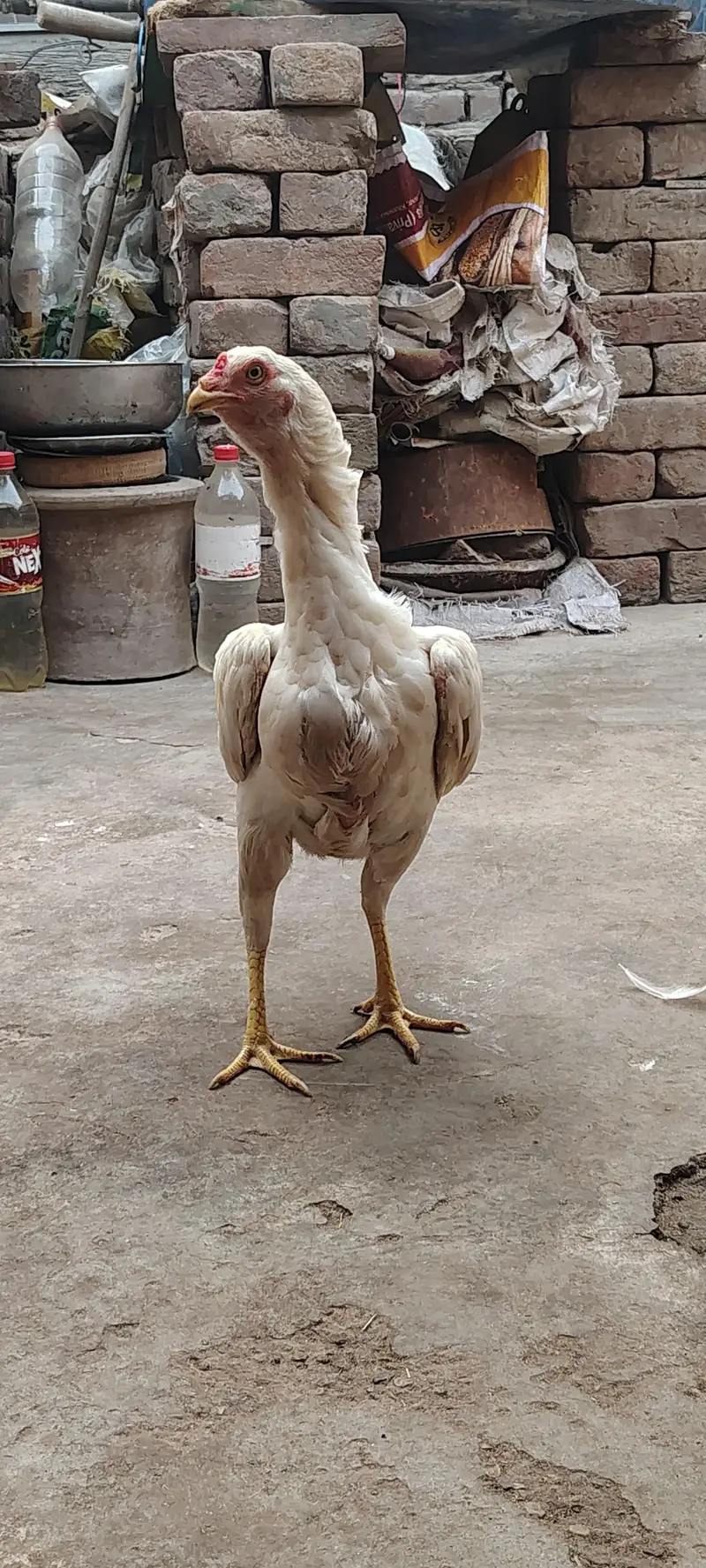 Paper White Aseel Murgi with 6 chick's for sale — photo 6