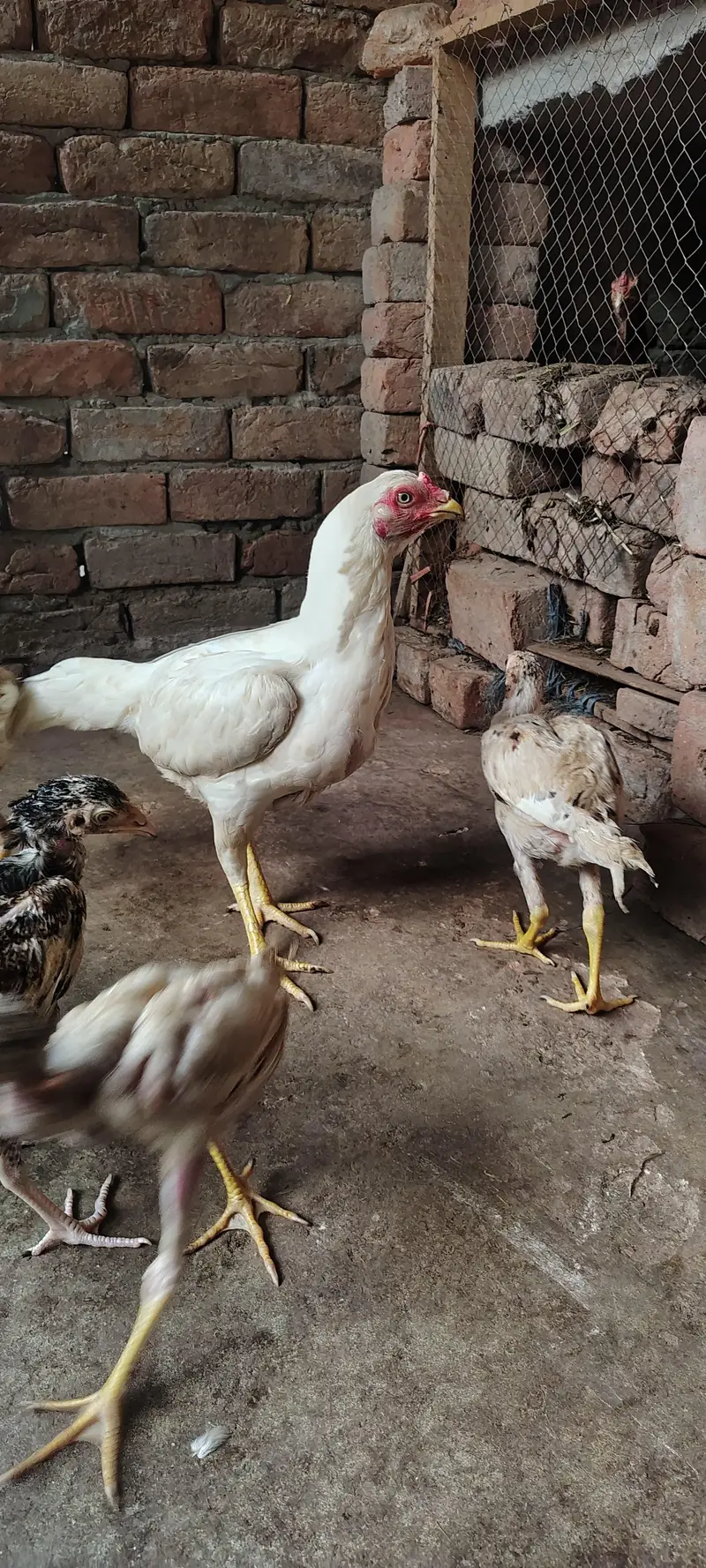 Paper White Aseel Murgi with 6 chick's for sale — photo 7