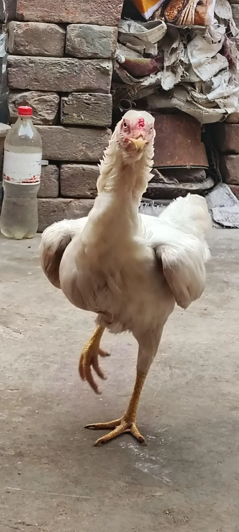 Paper White Aseel Murgi with 6 chick's for sale — photo 8