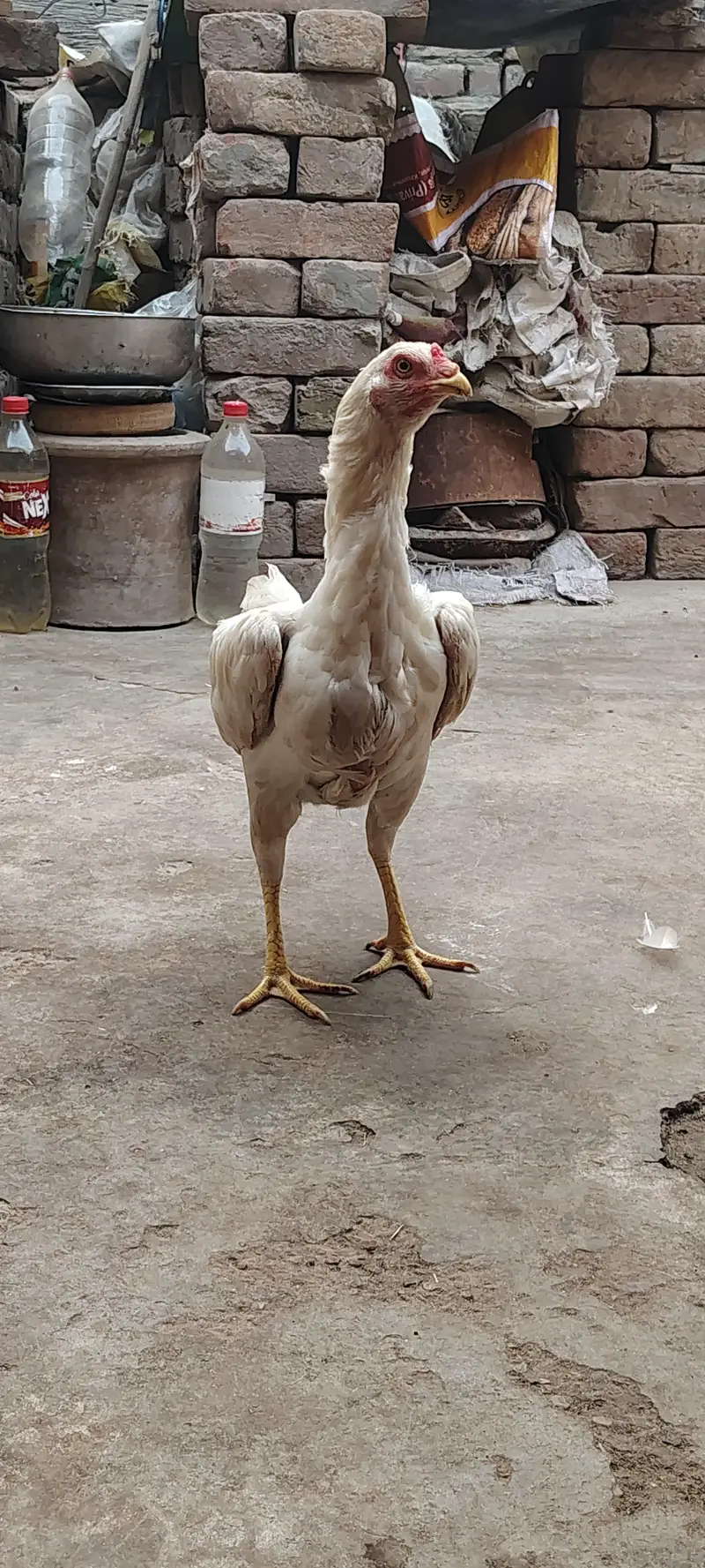 Paper White Aseel Murgi with 6 chick's for sale — photo 9