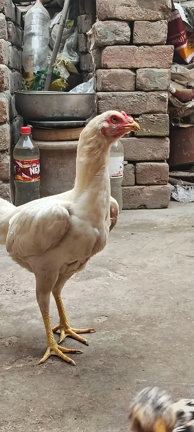 Paper White Aseel Murgi with 6 chick's for sale — photo 10