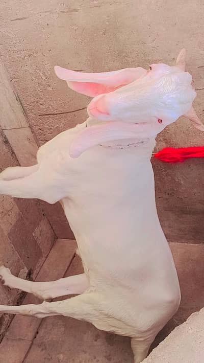 Fresh 2 dant kapla 60kg live long height