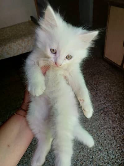 Persian cat white colour