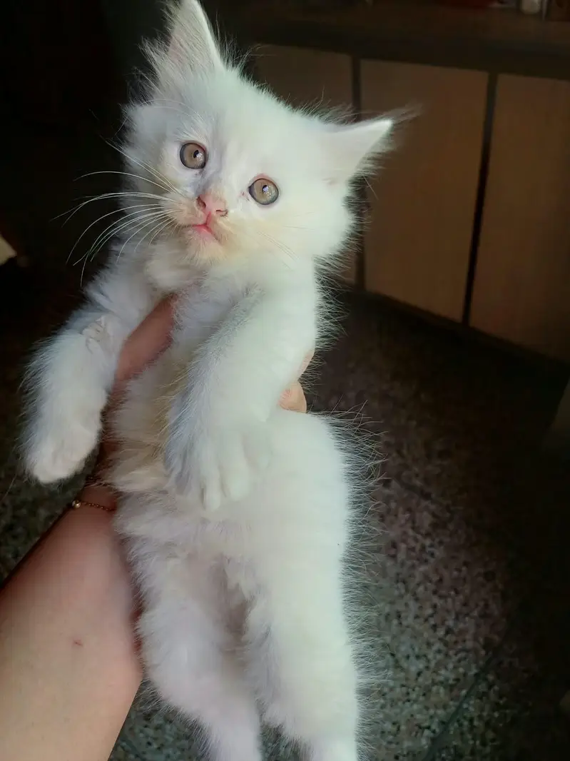 Persian cat white colour — photo 2