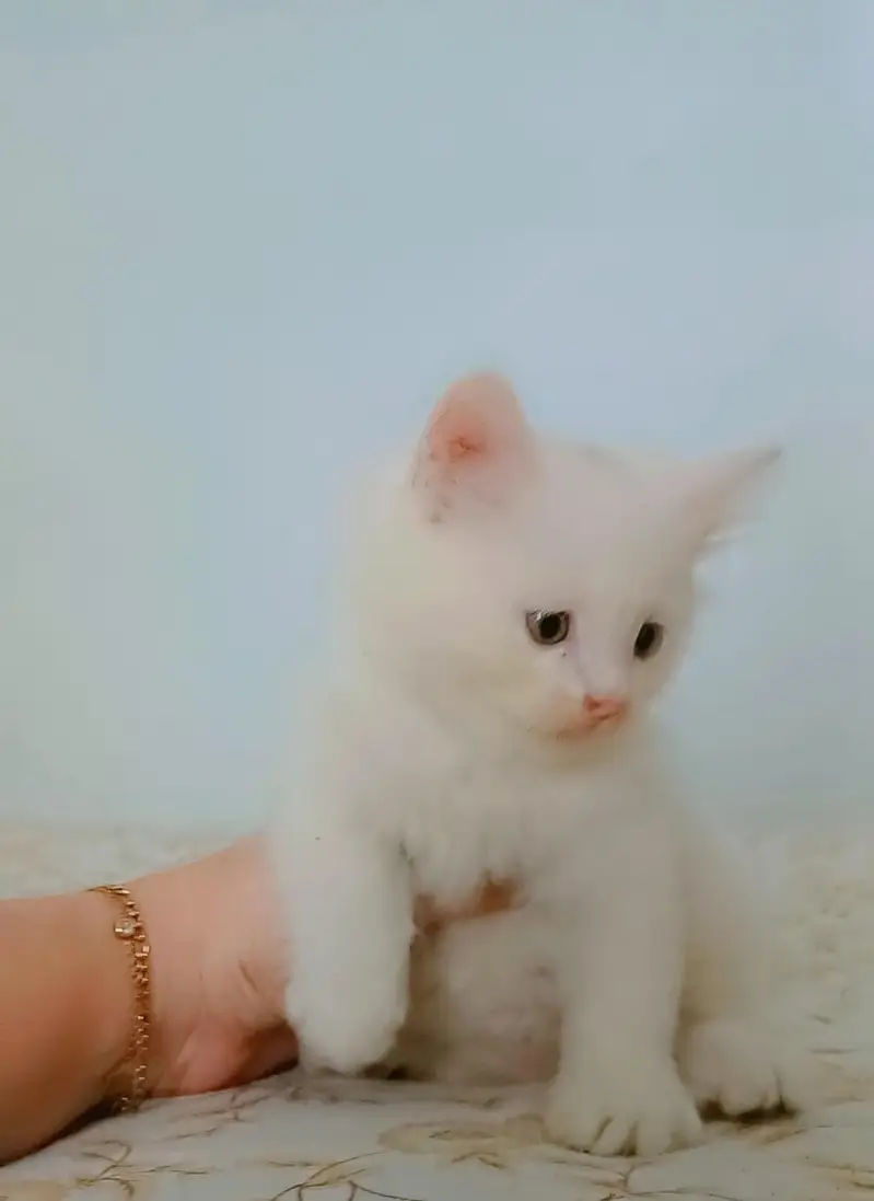 Persian cat white colour — photo 3