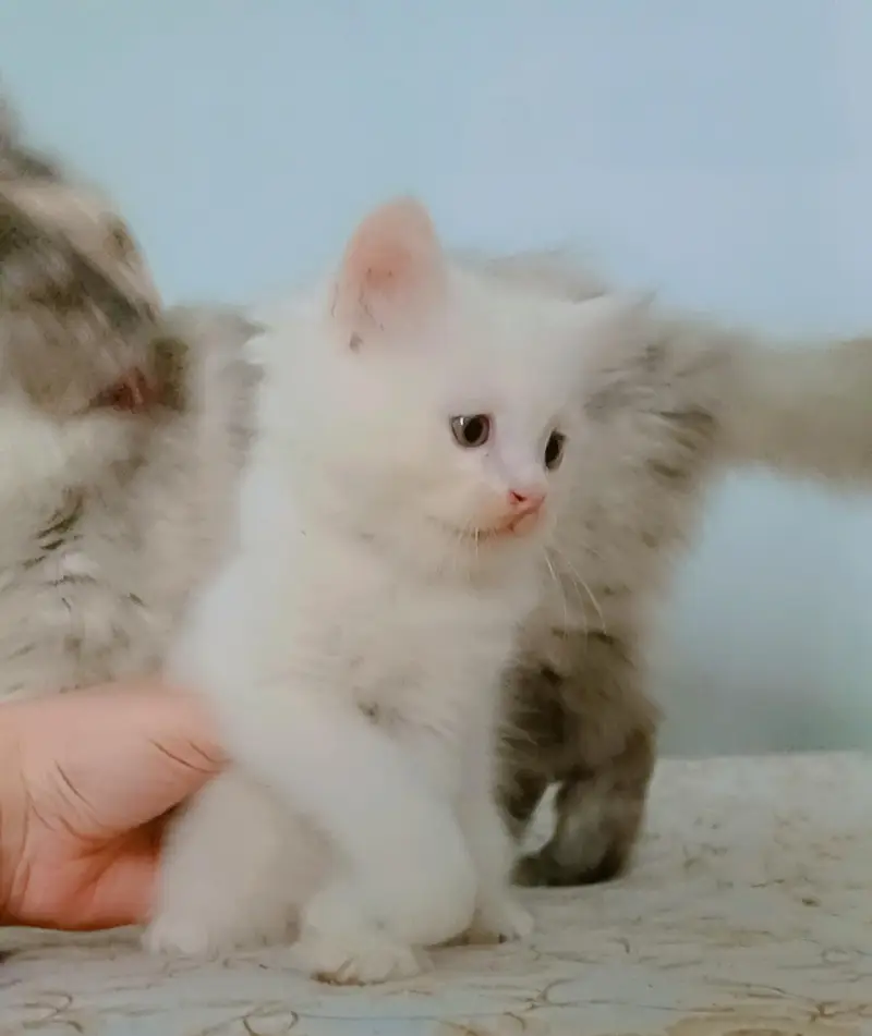 Persian cat white colour — photo 4