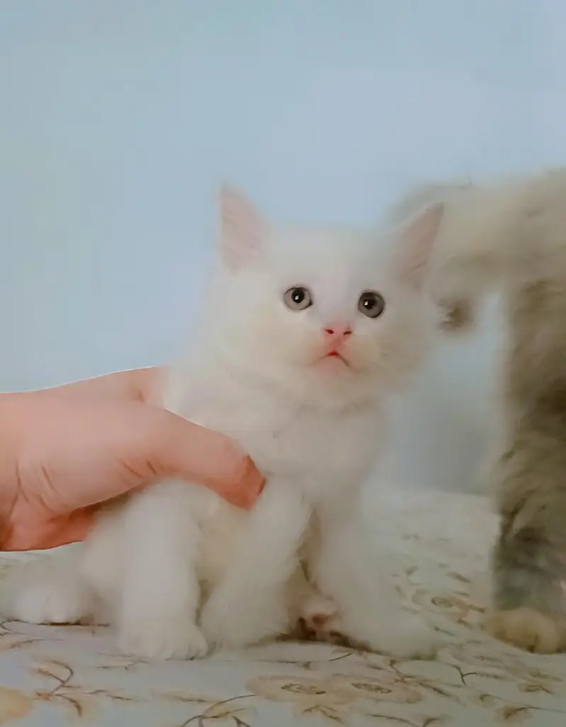 Persian cat white colour — photo 5