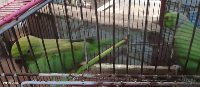 parrots for sale 03226395194