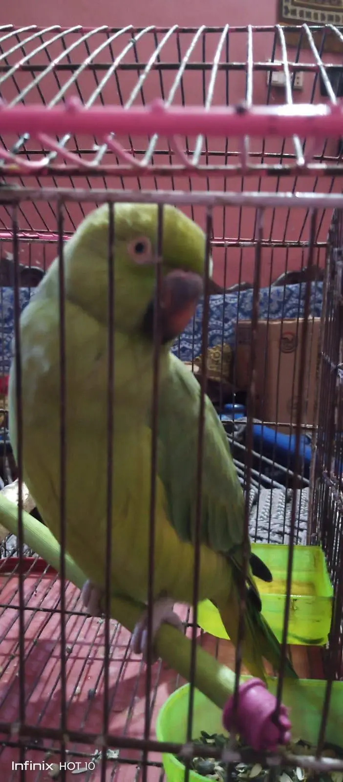 parrots for sale 03226395194 — photo 2