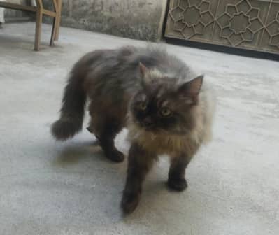 percian cats for sale
