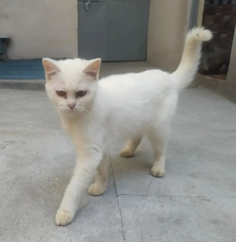 percian cats for sale — photo 2