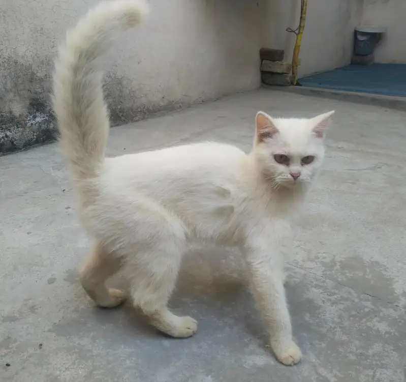 percian cats for sale — photo 3