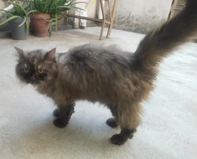 percian cats for sale — photo 4