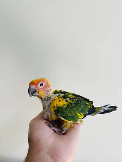 SunConure chick and other birds available for sale