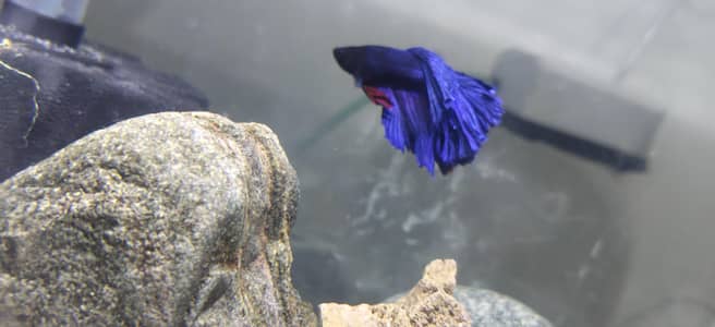 Betta tank setup with ember tetras and shrimpa
