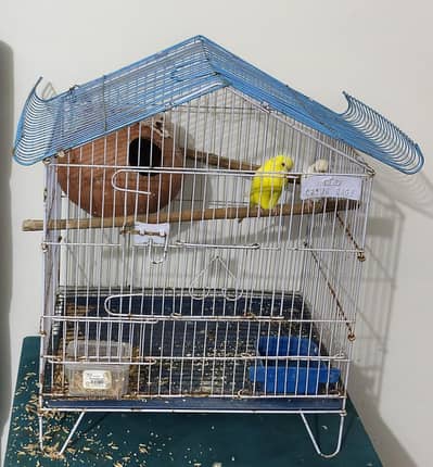 Red eye Australian pair with cage