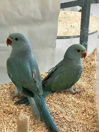 Birds / Parrot