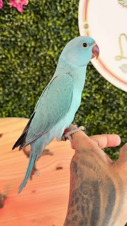 Birds / Parrot — photo 2