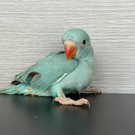 Birds / Parrot — photo 3