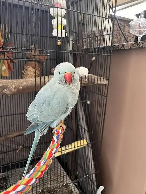 Birds / Parrot — photo 4