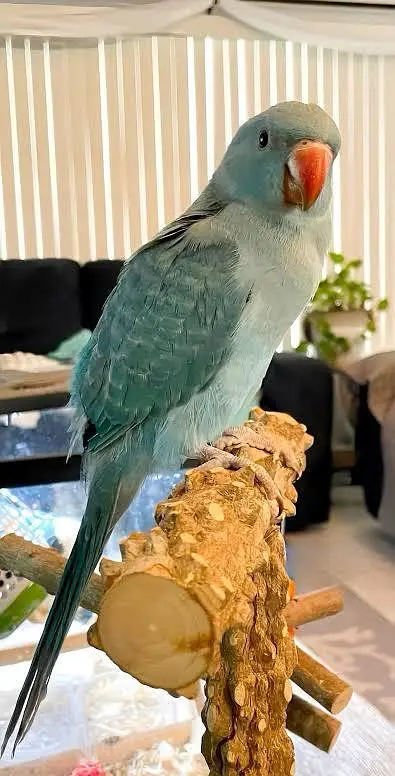 Birds / Parrot — photo 5