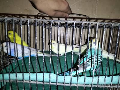 Budgies Red Eye Birds