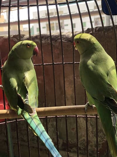 Indian ring neck parakeet