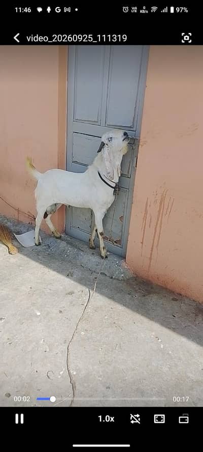 Beetal Sheri bakri