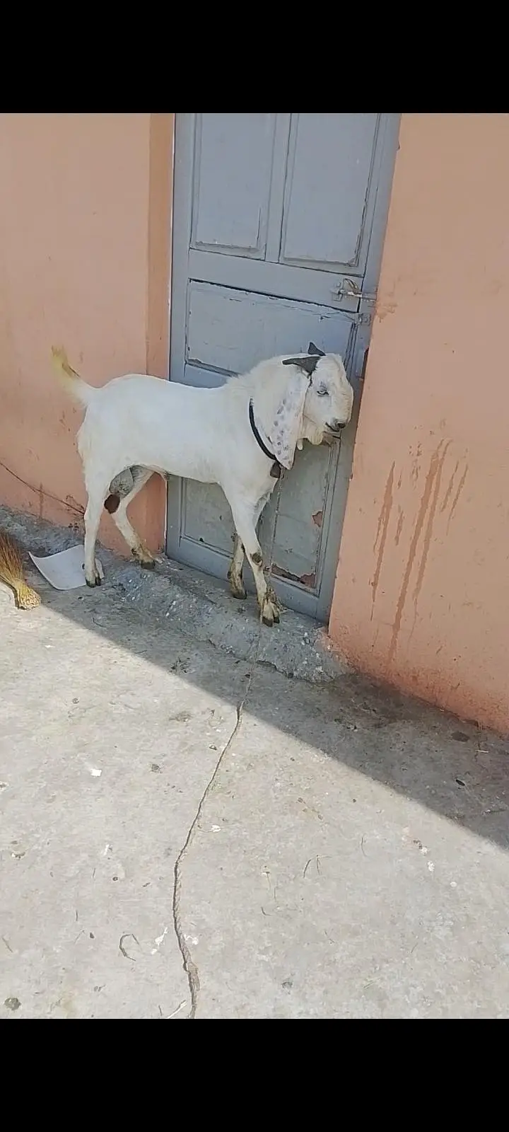Beetal Sheri bakri — photo 2