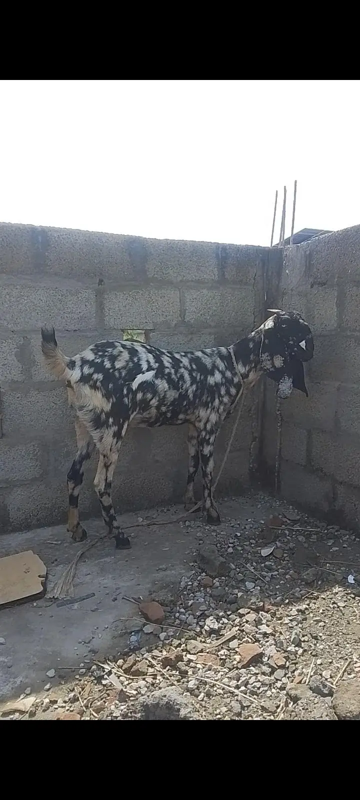 Beetal Sheri bakri — photo 3