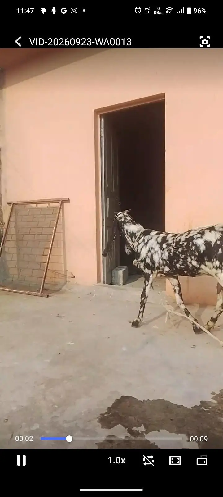 Beetal Sheri bakri — photo 4