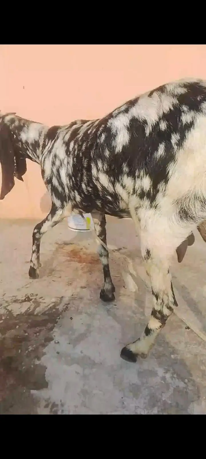 Beetal Sheri bakri — photo 5