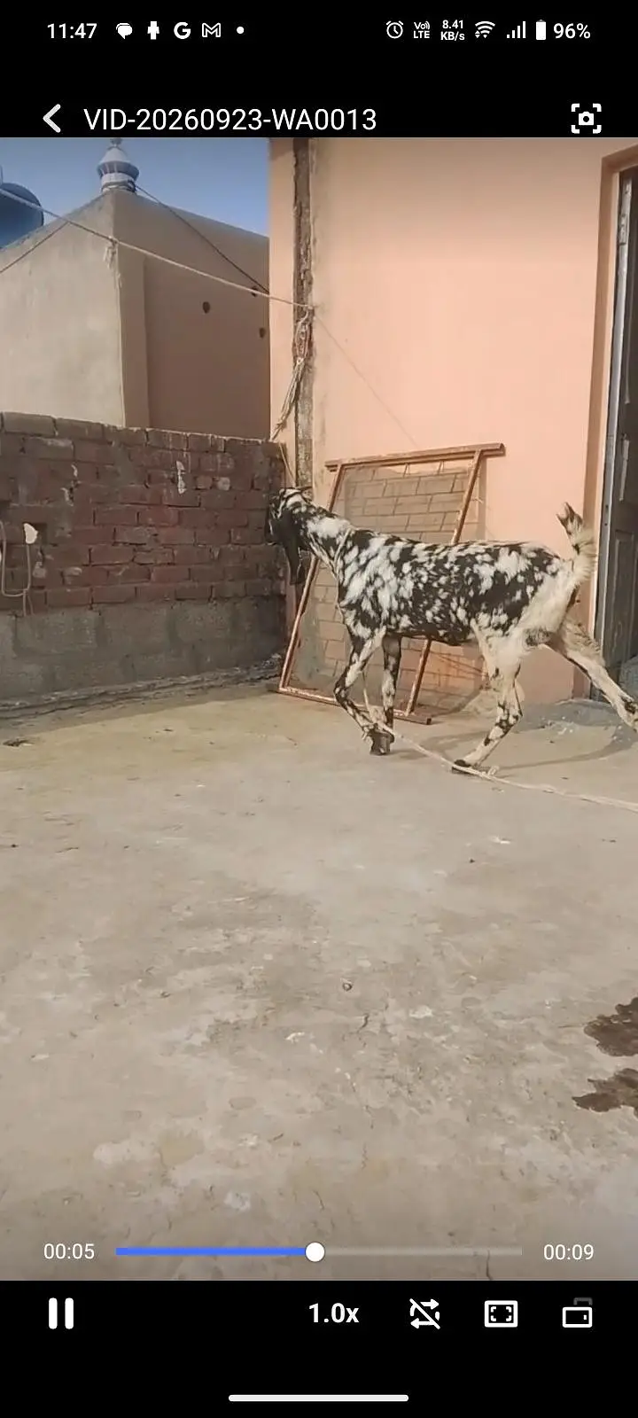 Beetal Sheri bakri — photo 6
