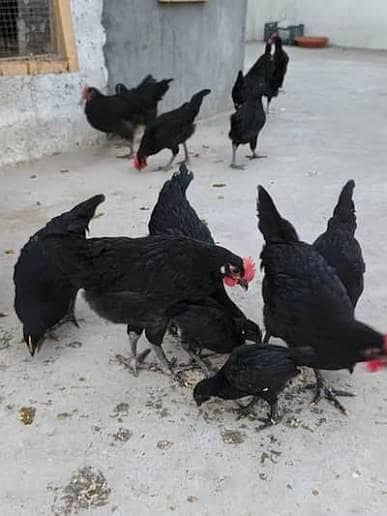 bBack Australorp stater murgi