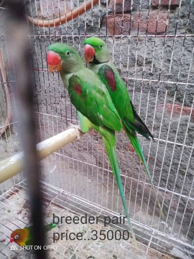 Talking parrot male 03170377493