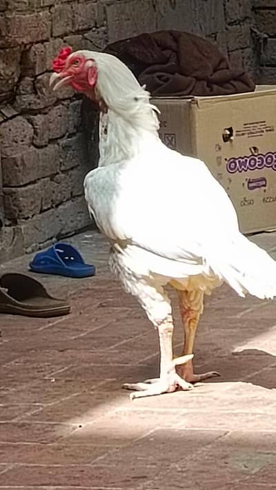 aseel hera breder male