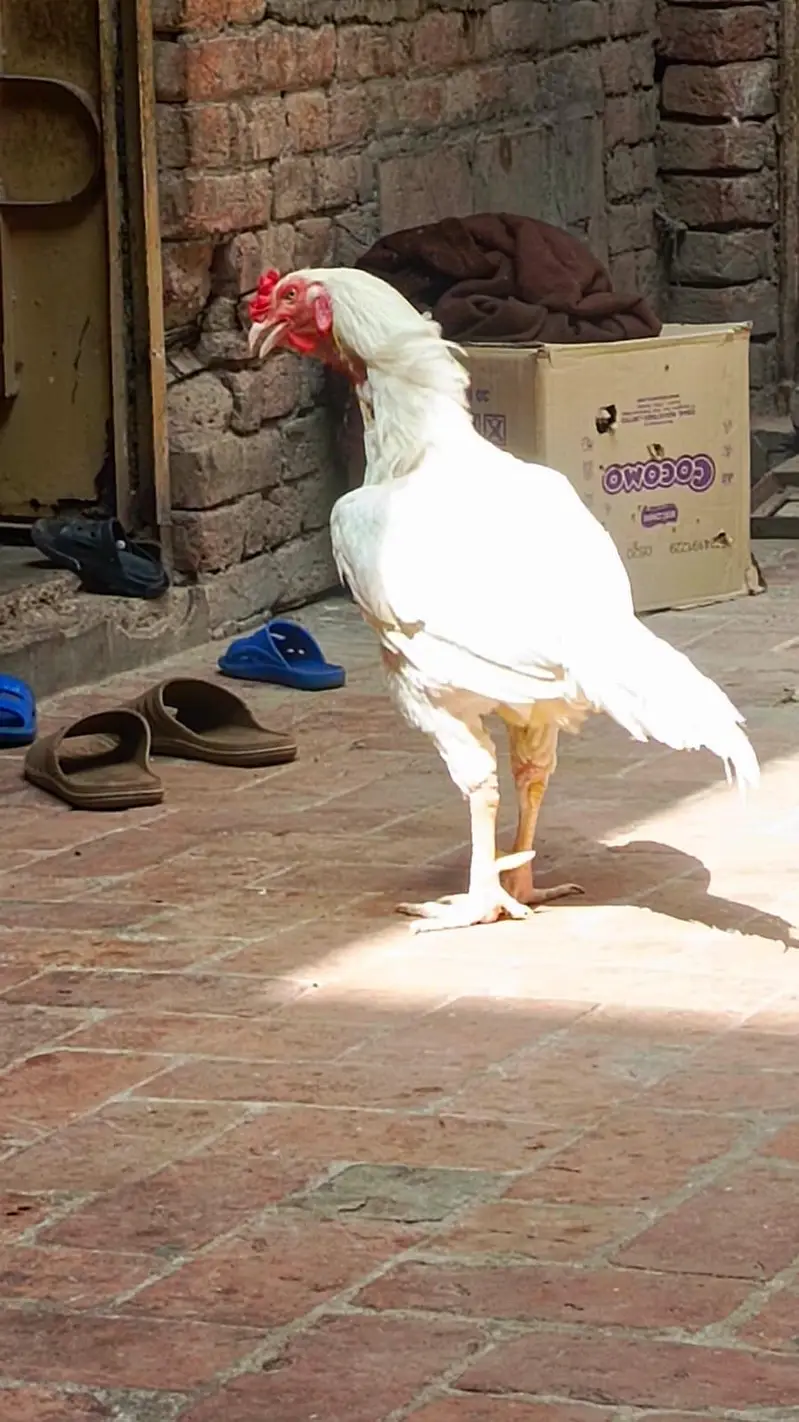 aseel hera breder male — photo 2