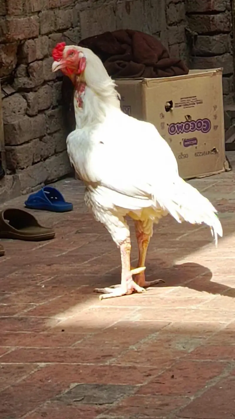 aseel hera breder male — photo 3