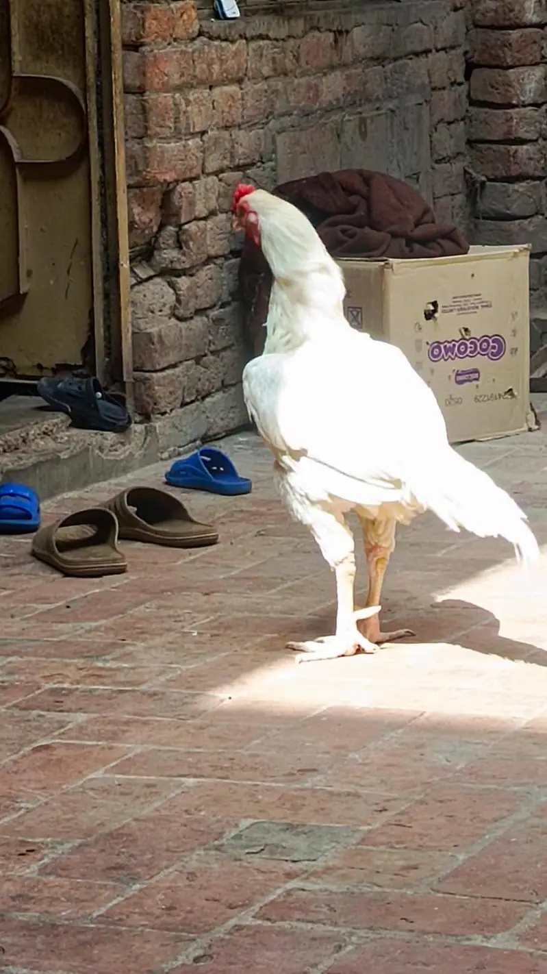 aseel hera breder male — photo 4