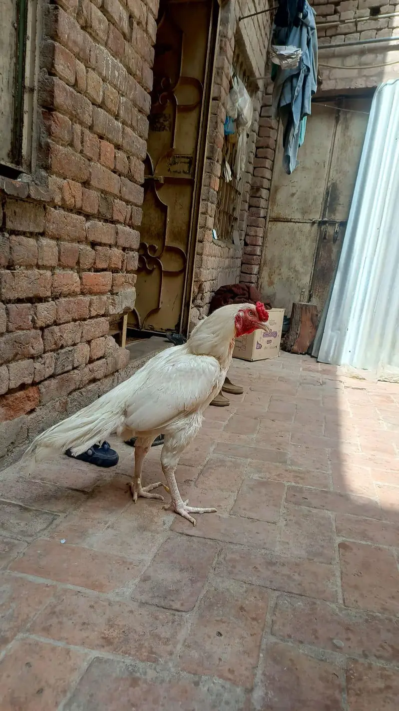 aseel hera breder male — photo 5