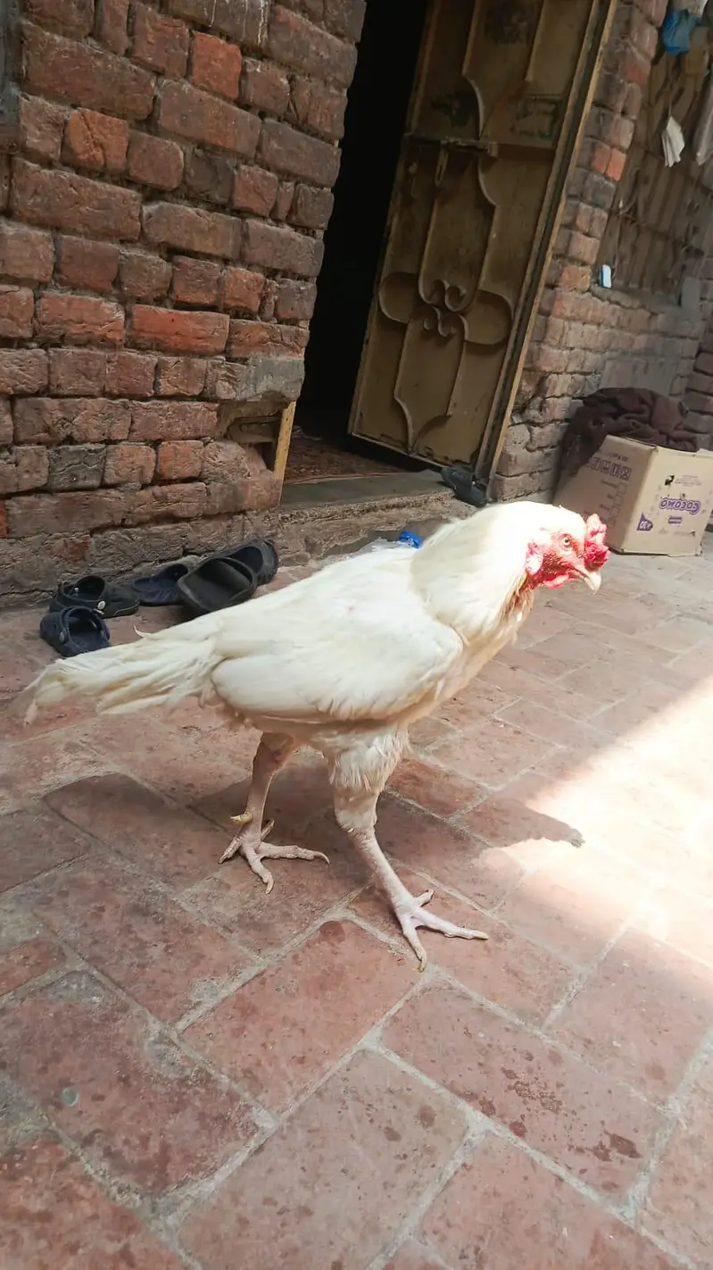aseel hera breder male — photo 6