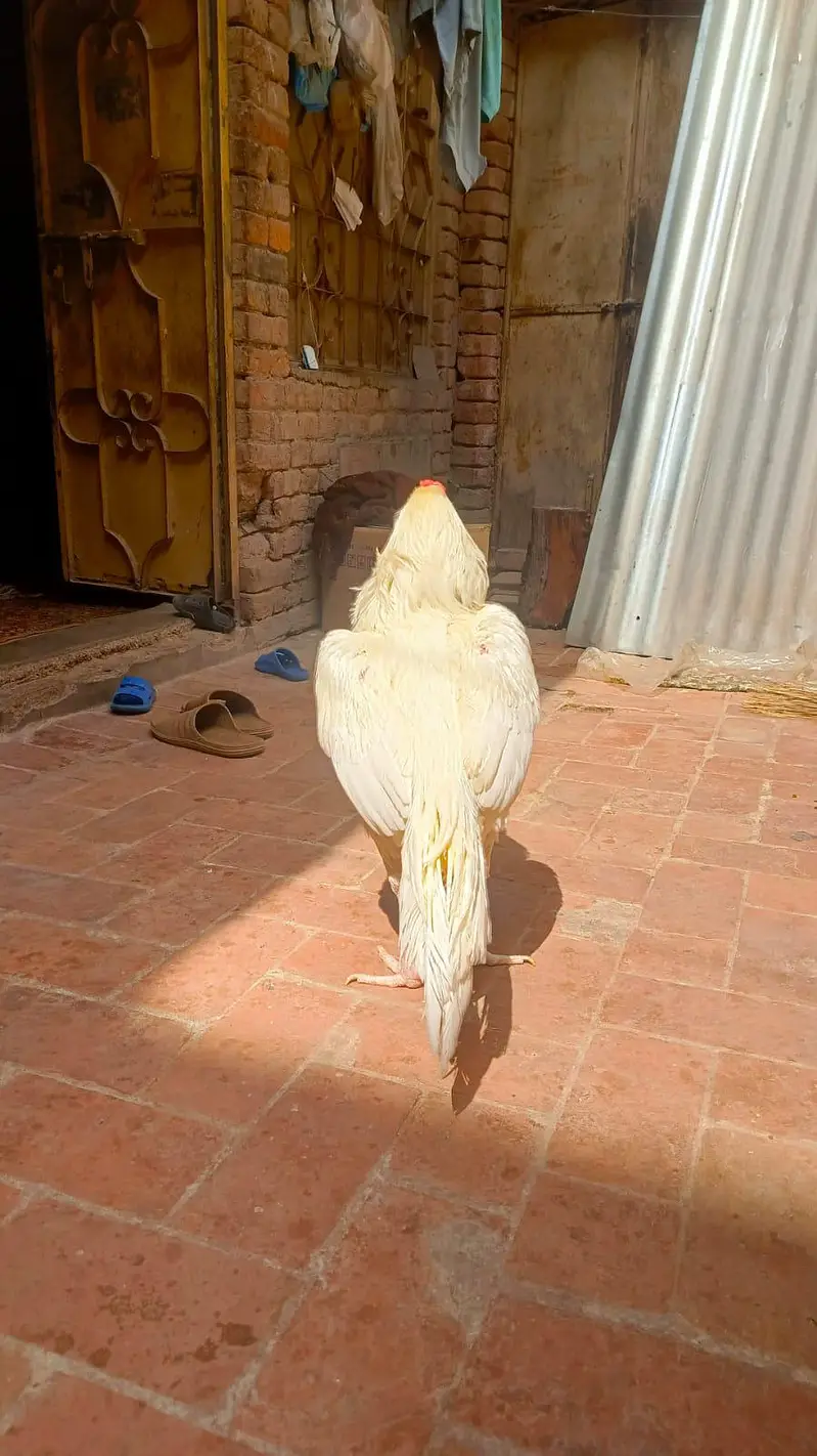 aseel hera breder male — photo 7