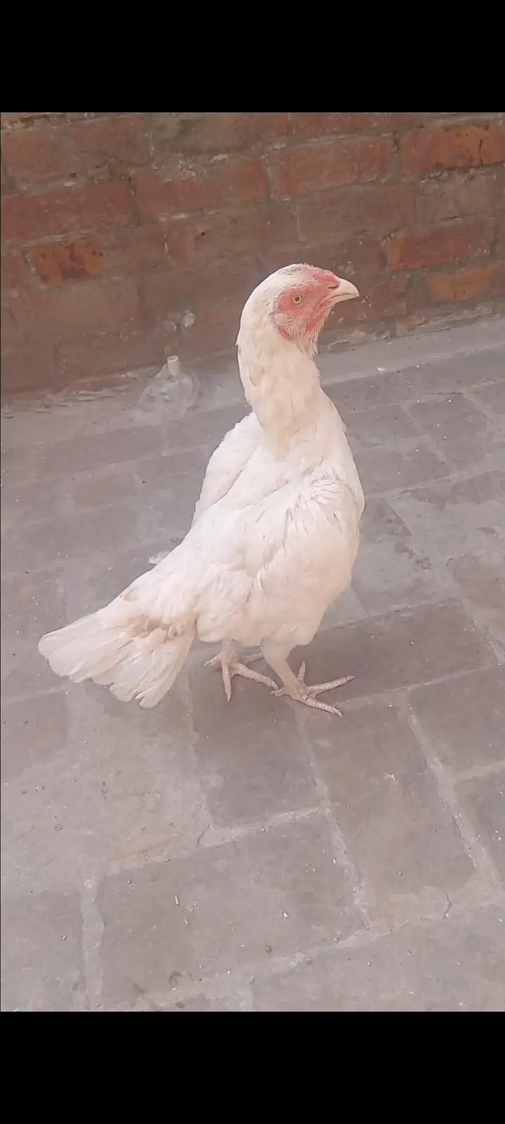 pure paper white heera aseel female — photo 3