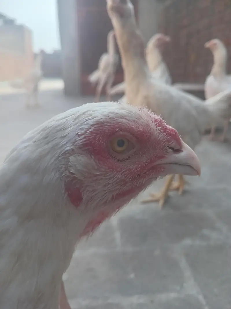 pure paper white heera aseel female — photo 5